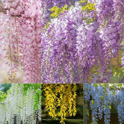 The Garden's Cascading Beauty All Year Round